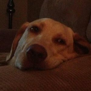 Meet your Posher, Patsy